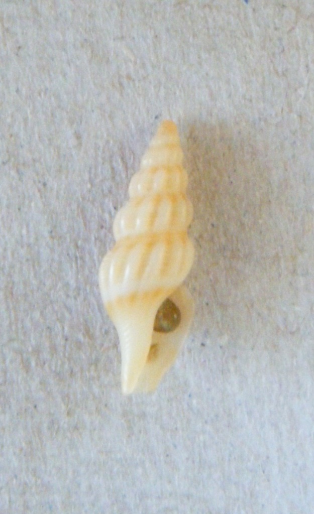 Turridae?